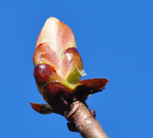 SleenWeb start voorjaarsfotoproject