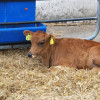 Geslaagd bezoek aan boerderij van Katerberg