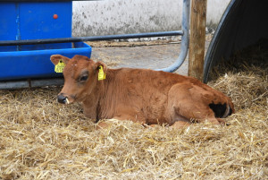 Geslaagd bezoek aan boerderij van Katerberg