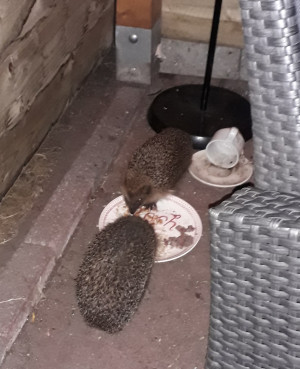 Egels zorgen voor vertier in Sleen