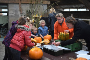 Sleen: pompoen uithollen op de boerderij