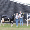 Sleen succesvol op rundveekeuring Zuidenveld