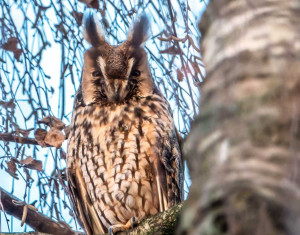 Hoog bezoek van ransuilen in Sleen