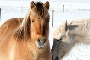 Sleen in wintertijd (6) (update)