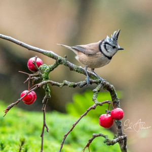 B&B Sleense Joffers: foto-expositie vogels