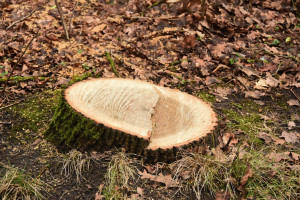 Er wordt flink gesnoeid en gekapt in Sleen