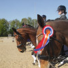 Ponyclub De Hullen Nederlands kampioen