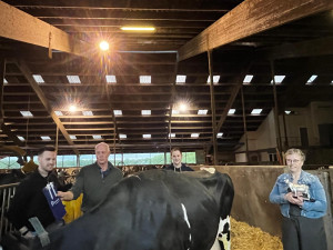 Twee kampioen koeien in Sleen