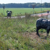 De rotonde bij Sleen met de drie rammen 