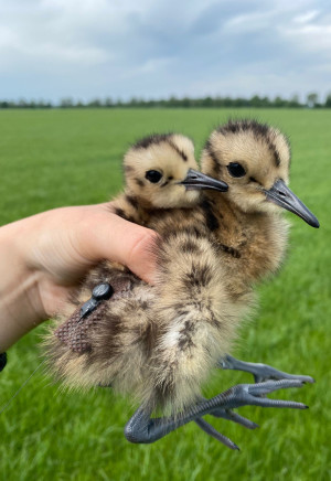 Weidevogelnestbescherming blikt terug