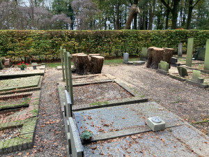 25 meter hoge bomen gekapt op begraafplaats