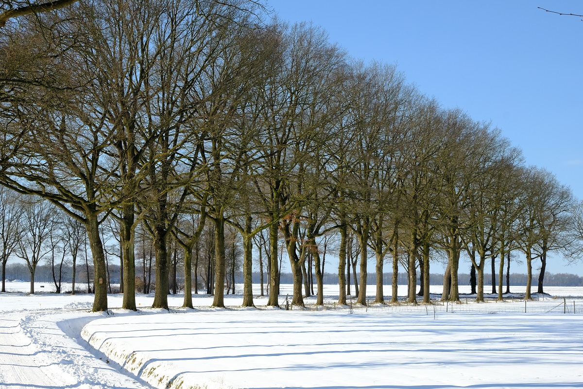 winter henk 4