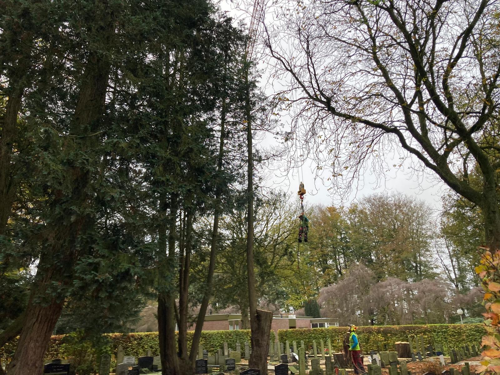 bomen begraafplaats 2.jpg